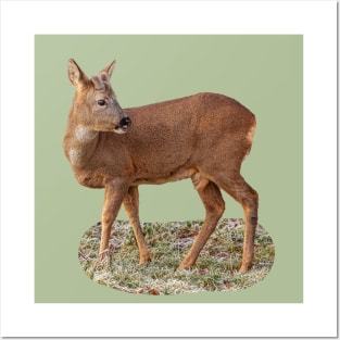 Roe Deer Posters and Art